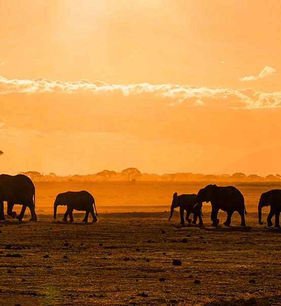 虎力全開，疫情兇猛他去非洲做了什么？